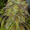 Durban Poison (Dutch Passion) Cannabis-Samen zu verkaufen
