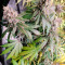 LSD Cannabis-Samen Kaufen