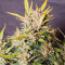 Girl Scout Cookies Auto Cannabis-Samen Kaufen