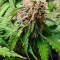 Super Lemon Haze Auto (Green House Seeds)