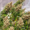 Kaufe Purple Punch OG Samen feminisiert von Sweet Seeds