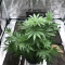 Critical Kush Cannabis-Samen Kaufen