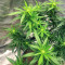 SoCal Masterkush Regular (BC Bud Depot Seeds) Cannabis-Samen