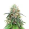 22 (Cali Connection Seeds) Cannabis-Samen
