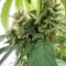 Black Berry OG (Emerald Triangle Seeds) Cannabis-Samen
