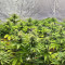 Bubba Kush (GHS) Cannabis-Samen