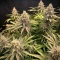 Crop Doctor CBD (Cream of the Crop Seeds)