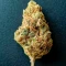 Diesel Matic Auto (Blackskull Seeds) Cannabis-Samen