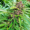 Pure Kush (Original Sensible Seeds) Cannabis-Samen