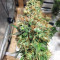 THC Pro (Big Head Seeds) Cannabis-Samen