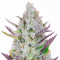 Wedding Glue Auto feminisierte Samen (Fast Buds)