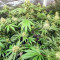 Vitality feminisierte Samen (AlphaFem Seeds)