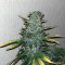 Purple Skunk Mass (Critical Mass Collective Seeds) Cannabis-Samen