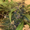 501st OG Regular (Rare Dankness Seeds) Cannabis-Samen