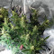 Auto Do-Si-Dos Cookies (00 Seeds) Cannabis-Samen