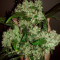 Auto Ultimate (Dutch Passion) Cannabis-Samen