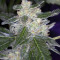 Bruce Banner #3 Auto strain