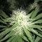 Bubble Bomb (Bomb Seeds) Cannabis-Samen