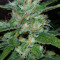 Critical Kush regular (Barney's Farm) Cannabis-Samen