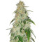 Critical Mass Regular (Mr. Nice Seedbank) Cannabis-Samen