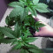 Gorilla Bomb (Bomb Seeds) Cannabis-Samen