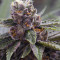 Gelato (Original Sensible Seeds) Cannabis-Samen