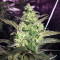 Girl Scout Cookies (Big Head Seeds) Cannabis-Samen