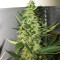 Grandaddy Banner (Big Head Seeds) Cannabis-Samen