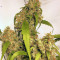 Jack Herer (Sensi Seeds) Cannabis-Samen