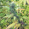Kali China (Ace Seeds) Cannabis-Samen