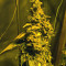Midnight Kush (G13 Labs) Cannabis-Samen