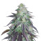 OGKZ (Humboldt Seeds Organization) Cannabis-Samen