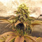 Peyote Purple Regular (CannaBioGen) Cannabis-Samen