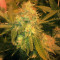Pineapple Express (G13 Labs) Cannabis-Samen