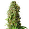 Princess Haze Regular (Brothers Grimm Seeds) Cannabis-Samen