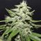 Sour Crack Auto (Mephisto Genetics) Cannabis-Samen