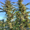 Strawberry Banana (Big Head Seeds) Cannabis-Samen