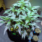 Super Mazar (Victory Seeds) Cannabis-Samen