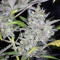 Wedding Cake Auto (Original Sensible Seeds) Cannabis-Samen