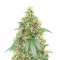 Buddha Haze (Big Buddha Seeds) Cannabis-Samen
