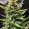 DO-SI-DOS (Cali Buds Seeds) Cannabis-Samen