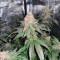 Gelato 41 x Gelato 41 Auto feminisierte Samen (Green House Seeds)