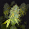 Ghost Train Haze feminisierte Samen (Seedkeepers)