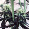 Girl Scout Cookies Auto (Auto Seeds) Cannabis-Samen