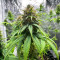 Jack Herer feminisierte Samen (Seedkeepers)