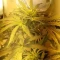 West Coast O.G. Auto (Fast Buds) Cannabis-Samen zu verkaufen