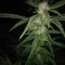 West Coast O.G. Auto (Fast Buds) Cannabis-Samen zu verkaufen