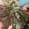Eleven Roses (Delicious Seeds) Cannabis-Samen zu verkaufen