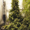 CBD Auto 20:1 (Fast Buds) Cannabis-Samen