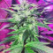 Ghost Train Haze #1 (Rare Dankness Seeds) Cannabis-Samen zu verkaufen